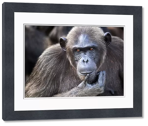 Female chimpanzee (Pan troglodytes troglodytes) portrait