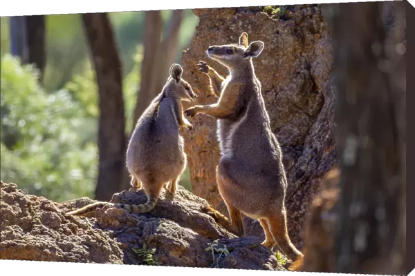 Female Yellow-footed rock wallaby (Petrogale xanthopus) fending off advances from male (right), Idalia National Park, Queensland, Australia