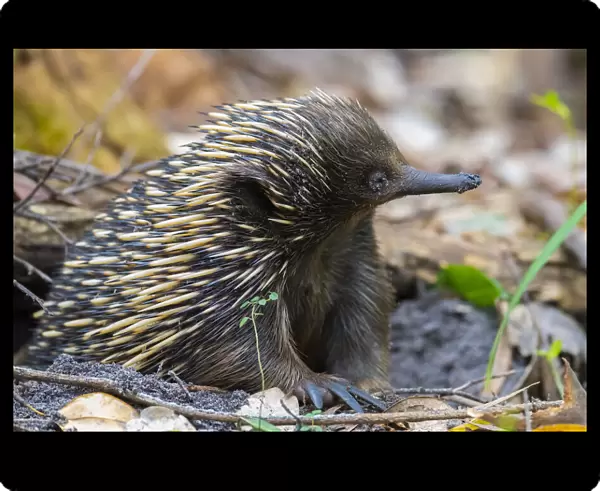 Short-beaked echidna (Tachyglossus aculeatus) with muddy face, emerging from burrow, Jervis Bay, New South Wales, Australia