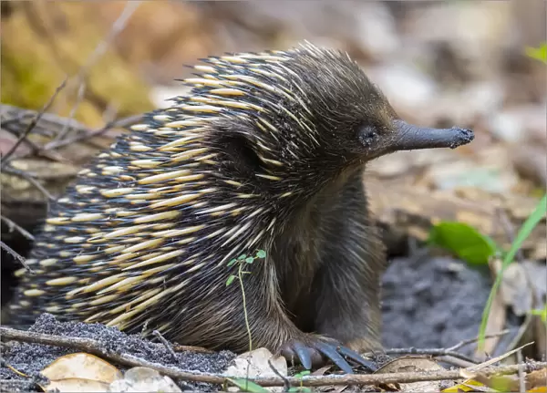 Short-beaked echidna (Tachyglossus aculeatus) with muddy face, emerging from burrow, Jervis Bay, New South Wales, Australia