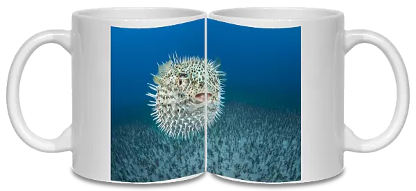 Spotted porcupinefish (Diodon hystrix), inflated with seawater, a defensive behaviour, Hawaii, Pacific Ocean