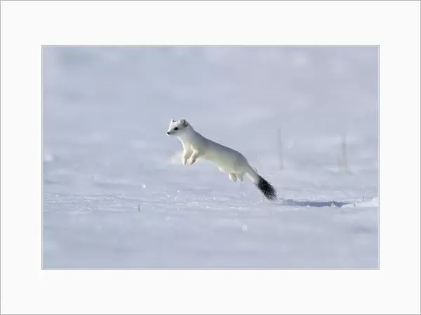 Weasel (Mustela erminea) in winter coat, running through deep snow, Upper Bavaria, Germany, Europe. February