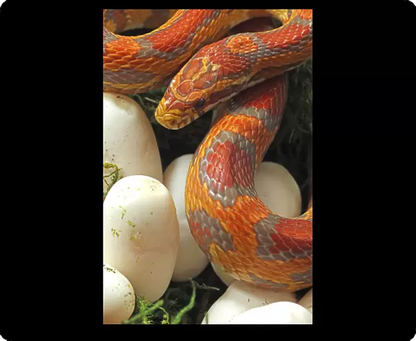 Ultramel Okeetee corn snake, with recently laid eggs, an interspecies hybrid between a Corn snake, (Pantherophis guttatus), and a Grey rat snake (Pantherophis spiloides), Morph created through captive breeding