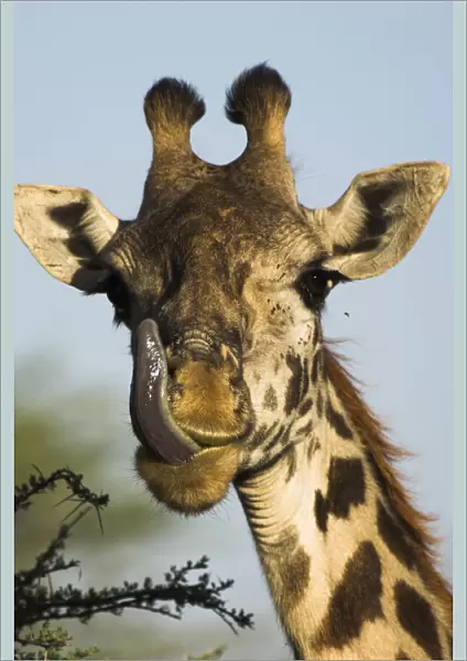 Male Masaai Giraffe {Giraffa camelopardalis} licking nose, Serengeti NP, Tanzania