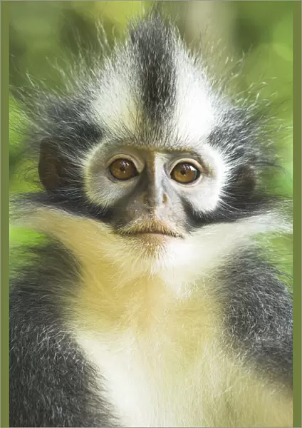 Thomass Leaf Monkey  /  Langur (Presbytis thomasi). Gunung Leseur National Park, Sumatra, Indonesia. Endemic to Indonesia