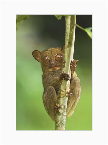 Western tarsier (Tarsius bancanus) clinging to tree, Danum Valley, Sabah, Borneo