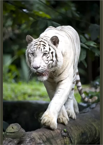 Male white Bengal tiger (Panthera tigris tigris). Double recessive gene produces pale colour morph. Original wild individuals occurred near Rewa in India. Now only in captivity. Singapore Zoo