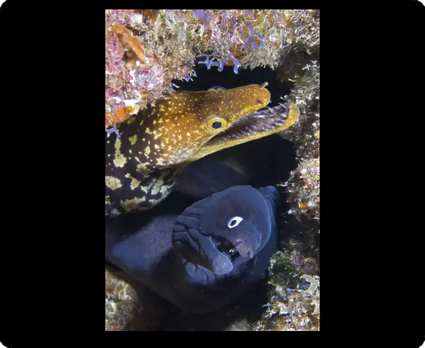 Black moray (Muraena augusti) and Tiger moray eels (Enchelycore anatina) peering out from a rock crevice with mouths open, Tenerife, Canary Islands, Atlantic Ocean