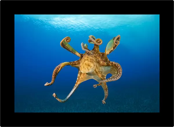 Female Day octopus (Octopus cyanea) drifting in the ocean, Hawaii, Pacific Ocean