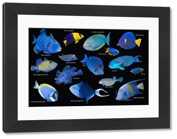 Blue tropical reef fish composite image on black background, Blue triggerfish (Pseudobalistes fuscus), Bicolour angelfish (Centropyge bicolor), Elongate surgeonfish (Acanthurus mata), Yellowtail tang  /  surgeonfish (Zebrasoma xanthurum)