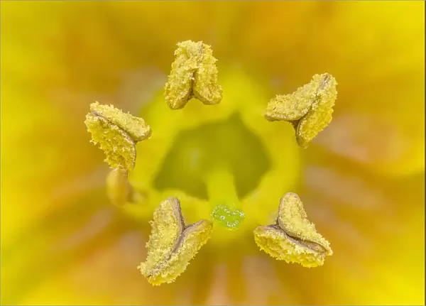 Yellow loosestrife (Lysimachia punctata) close up of stamens, County Down, Northern Ireland. July