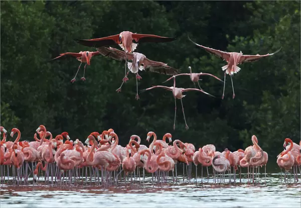 Caribbean flamingo (Phoenicopterus ruber) landing, Ria Celestun Biosphere Reserve, Yucatan Peninsula, Mexico, January