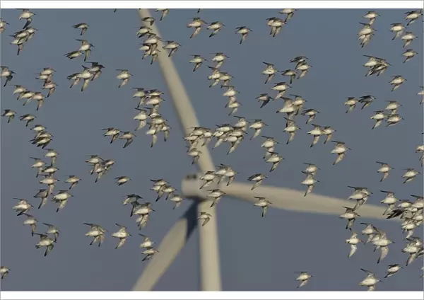 Flock of Sanderlings (Calidris Alba) in flight with wind turbines in background, Atlantic Coast, Vendee, France. December
