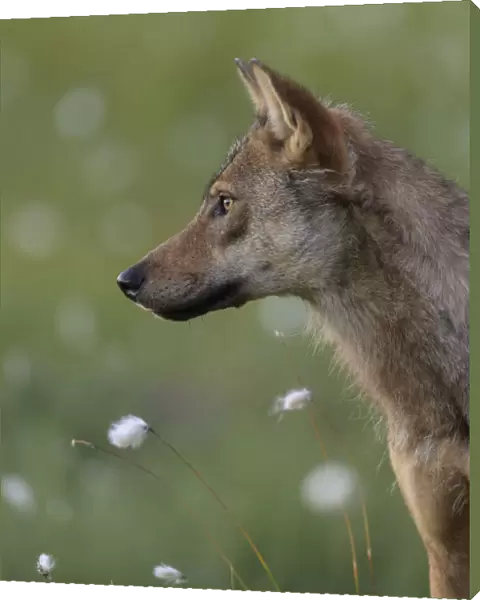 Young female Grey wolf (Canis lupus) in meadow, Finland. July