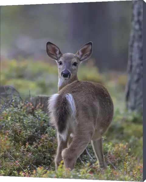 Young White-tailed deer (Odocoileus virginianus), alert, looking back towards photographer, Finland. September