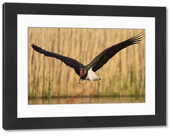 Black stork (Ciconia nigra) fishing, Pusztaszer reserve, Hungary. May