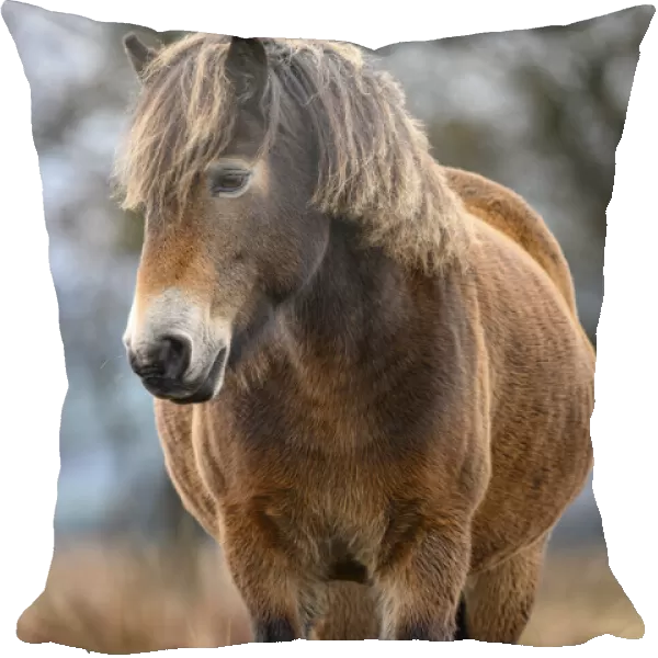 Exmoor pony (Equus ferus caballus), semi-feral native breed, in Exmoor National Park, Somerset  /  Devon, England. November