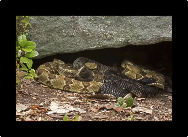 Gravid female Timber rattlesnakes (Crotalus horridus) basking to bring young to term, Pennsylvania, USA