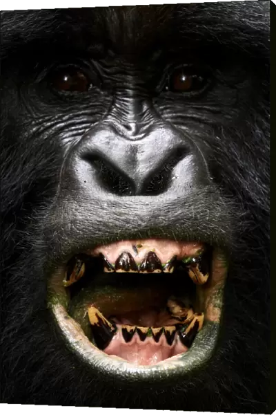 Portrait of male silverback Mountain gorilla (Gorilla beringei beringei) showing his teeth, member of Nyakagezi group. Mgahinga National Park, Uganda