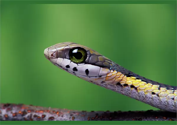 Boomslang (Dispholidus typus), juvenile, a dangerously venomous back-fanged snake, head portrait, South Africa. Captive
