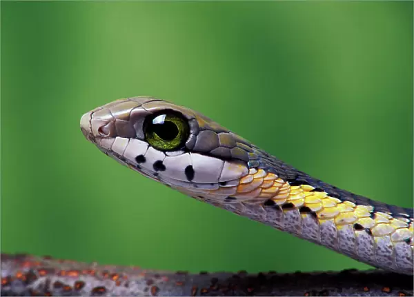 Boomslang (Dispholidus typus), juvenile, a dangerously venomous back-fanged snake, head portrait, South Africa. Captive
