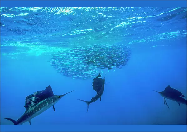 Three Atlantic sailfish (Istiophorus albicans) hunting cooperatively to force a school of Spanish sardine (Sardinella aurita) into a tight baitball and trapping them at the surface, Isla Mujeres, Mexico, Gulf of Mexico