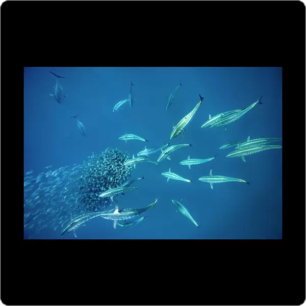 School of Bonito fish (Sarda sarda) attacking a school of Spanish sardines (Sardinella aurita) formed into a tight baitball, Isla Mujeres, Mexico, Gulf of Mexico
