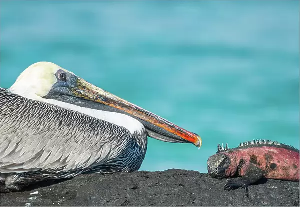 Marine iguana (Amblyrhynchus cristatus) and Brown Pelican (Pelecanus occidentalis) sitting together on rock, Punta Suarez, Espanola Island, Galapagos Islands, Ecuador