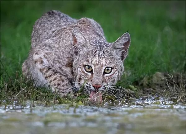 American bobcat (Lynx rufus) male, drinking at water's edge, Texas, USA. April