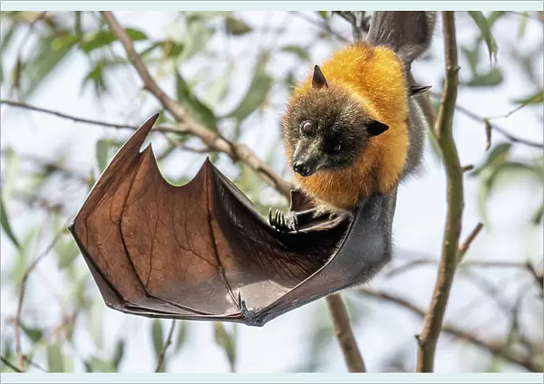 Grey-headed flying-fox bat (Pteropus poliocephalus) hanging from branch looking down with wing extended, Yarra Bend Park, Victoria, Australia. Cropped