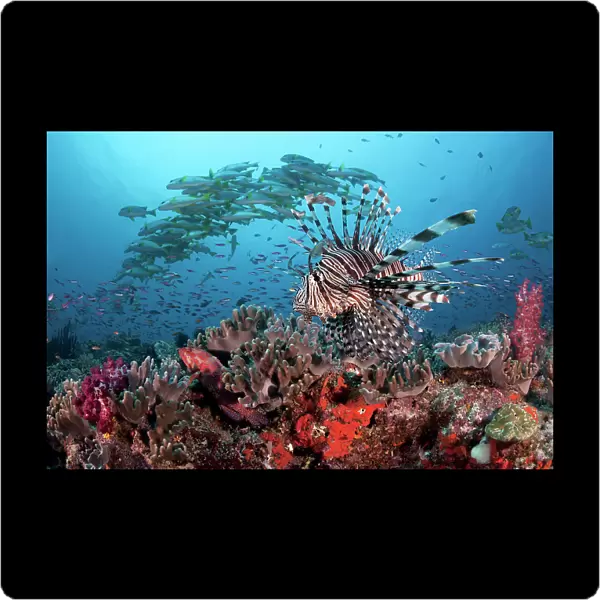 Lionfish (Pterois volitans) patrolling the edge of Suzie's Bommie, a healthy reef and popular dive site accessible from Lololata Island Resort near Port Moresby, Coral Sea, Papua New Guinea
