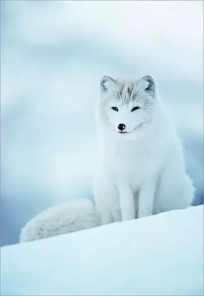 Arctic fox male portrait {Vulpes lagopus} Norway captive
