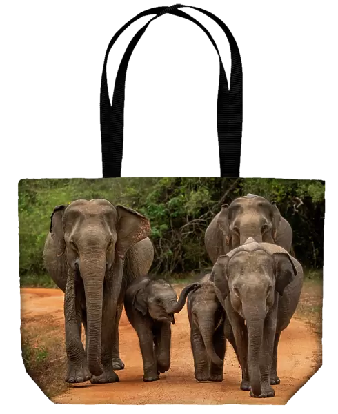 Three Sri Lankan elephants (Elephas maximus maximus) with two calves walking along forest road, Yala National Park, Southern and Uva Provinces, Sri Lanka