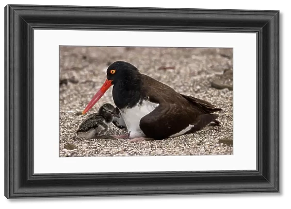 American oystercatcher (Haematopus palliatus) female with chick resting on beach, Santiago Island, Galapagos National Park, Galapagos Islands