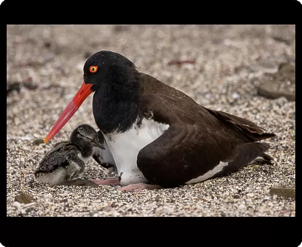 American oystercatcher (Haematopus palliatus) female with chick resting on beach, Santiago Island, Galapagos National Park, Galapagos Islands
