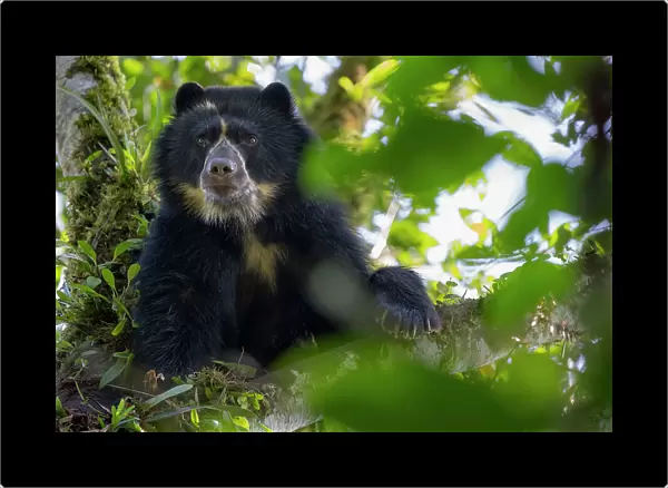 Andean bear  /  Spectacled bear (Tremarctos ornatus) resting in tree in cloud forest, looking down, Ecuadorian Choco, Pichincha, Ecuador