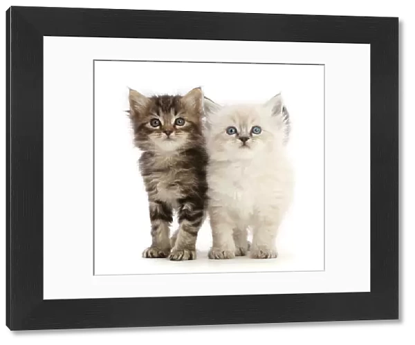 Two Ragdoll-cross kittens, aged 5 weeks, side by side, portrait