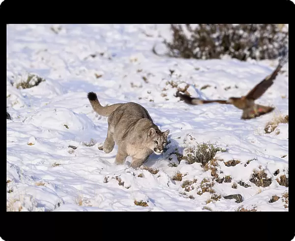 Puma (Puma concolor) cub, aged nine months, chasing scavenging White-throated Caracaras (Phalcoboenus albogularis), Torres del Paine National Park  /  Estancia Laguna Armarga, Patagonia, Chile
