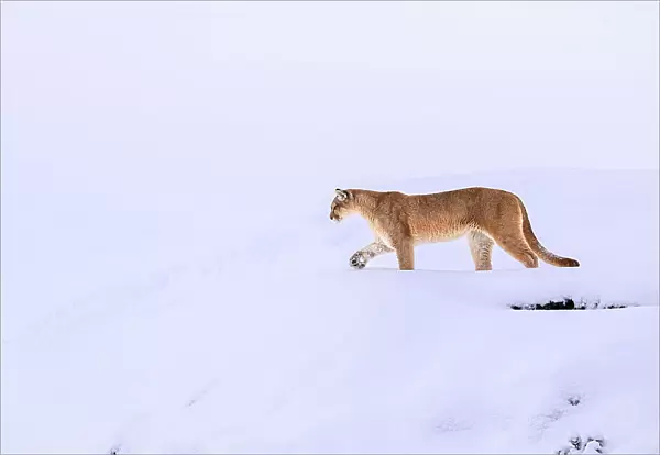 Puma (Puma concolor) female, walking in deep snow, Torres del Paine National Park  /  Estancia Laguna Armarga, Patagonia, Chile
