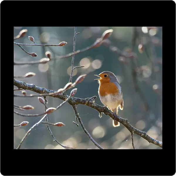 Robin (Erithacus rubecula) perched on branch singing in spring, Bavaria, Germany. April