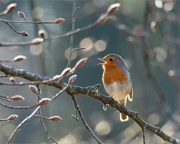 Robin (Erithacus rubecula) perched on branch singing in spring, Bavaria, Germany. April