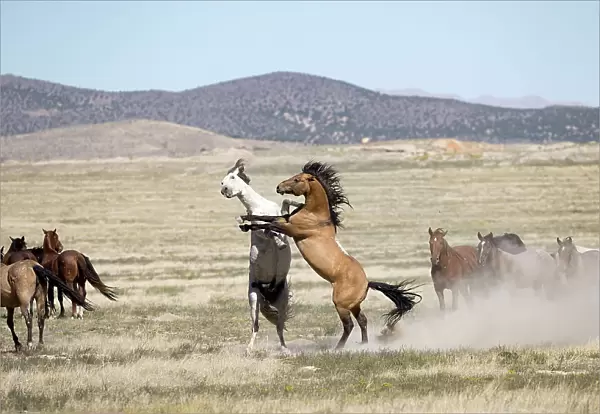Two wild Onaqui stallions (Equus ferus) fighting for dominance in between their respective herd. Onaqui Mountain Herd Management Area, Utah, USA. September