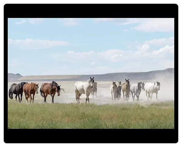 Herd of wild Onaqui horses (Equus ferus) trotting in dust. Onaqui Mountain Herd Management Area, Utah, USA. September