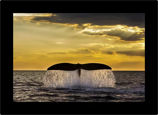 Southern right whale (Eubalaena Australis) tail fluke breaching the ocean surface against a golden sunset, Peninsula Valdes, Patagonia, Argentina, Atlantic Ocean