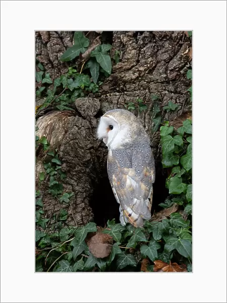 Barn owl (Tyto alba) perched at entrance to tree hollow, Hampshire, UK. October. Captive, controlled conditions