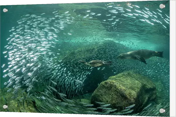 Brandt's cormorant (Phalacrocorax penicillatus) feeding on a bait ball of Sardines (Sardina sp. ) being followed by a California sea lion (Zalophus californianus), Espiritu Santo Island, Baja California, Mexico, Sea of Cortez