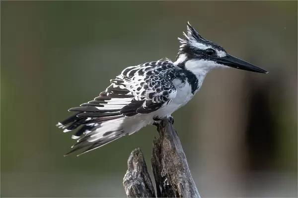 RF - Pied kingfisher (Ceryle rudis) female, perched on dead branch, Allahein River, The Gambia. (This image may be licensed either as rights managed or royalty free. )