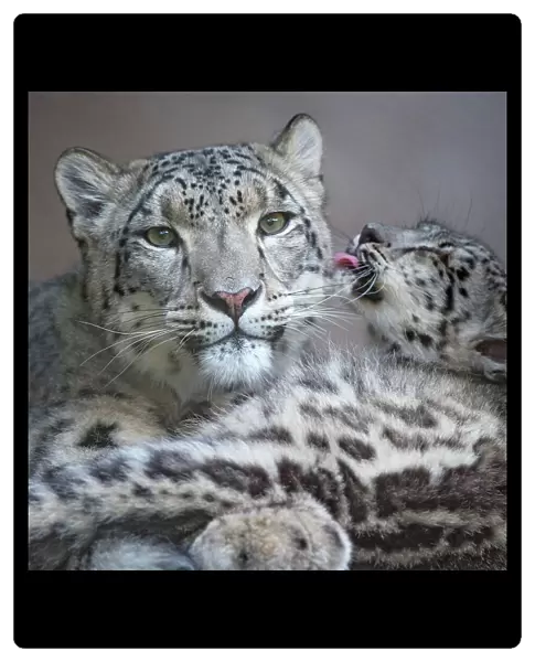 Snow leopard (Panthera uncia) cub grooming mother, San Francisco Zoo, California, USA. Captive