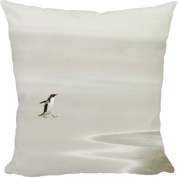 Gentoo Penguin {Pygoscelis papua} walking across sandy beach towards ocean, Falkland Islands