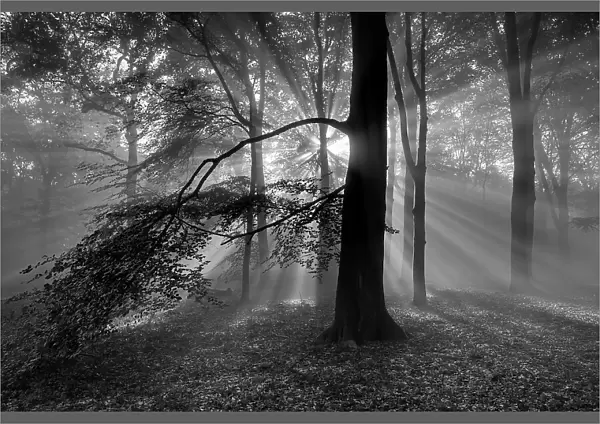 Beech woodland (Fagus sylvatica) with sun rays shining through, black and white image. Peerdsbos, Brasschaat, Belgium